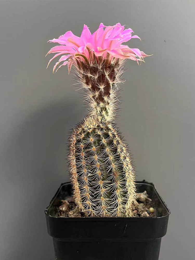 Echinocereus melanocentrus