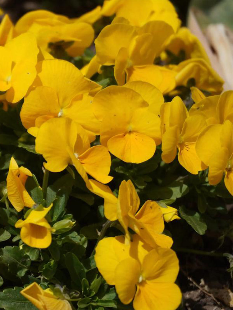 Hezhichun Pansy 'Late Autumn'