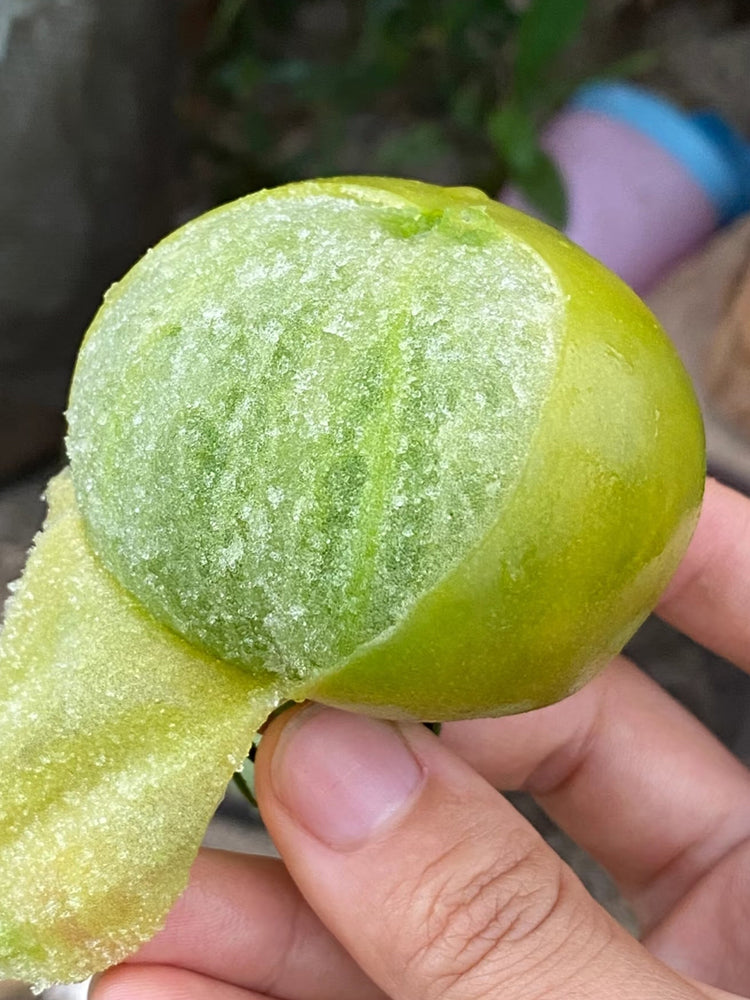 Super Sweet Sandy Green Tomato