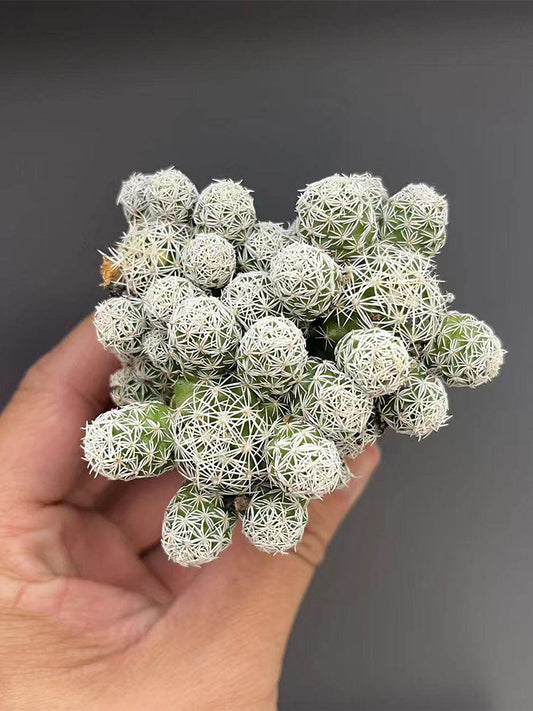 Mammillaria gracilis fragilis 'Thimble Cactus'