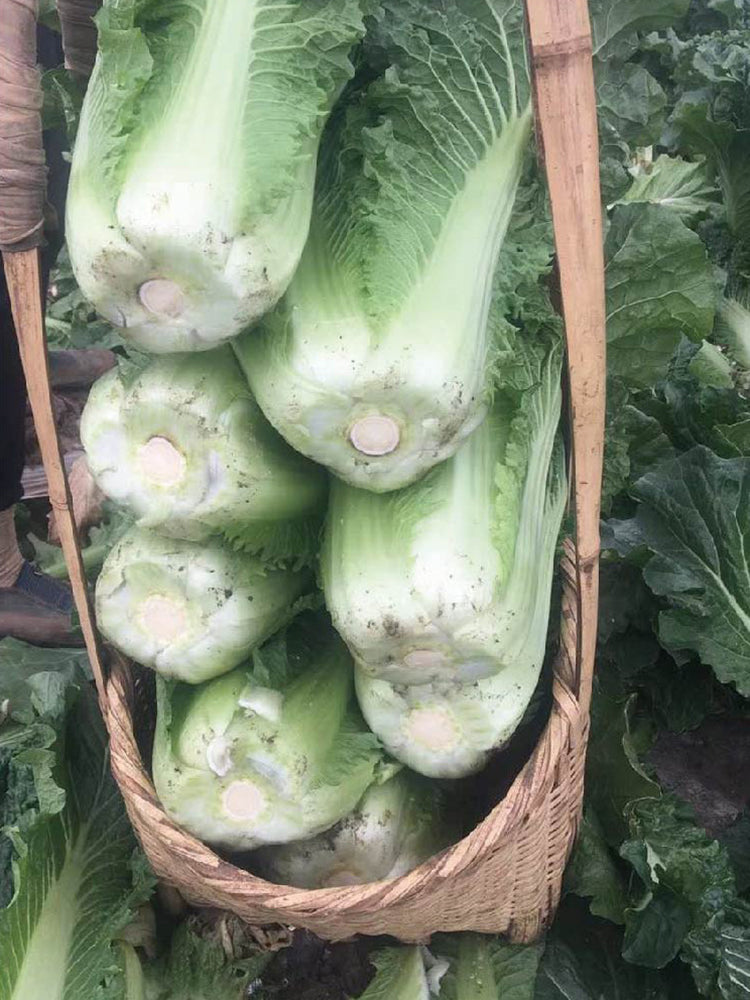 Super Green Pioneer Chinese Cabbage