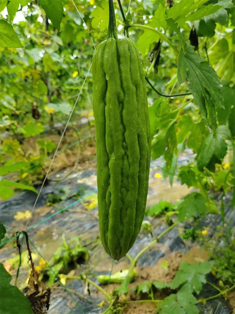 'Jiemei No.3' Bitter Gourd