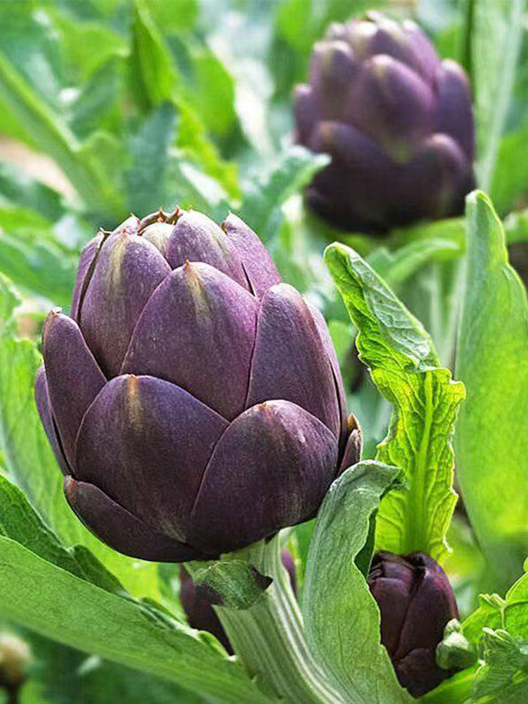 Purple Artichoke