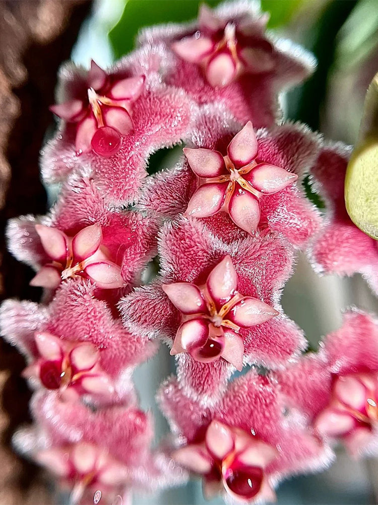 Hoya pubicalyx 'Pink Dragon' Unrooted Stem Cuttings