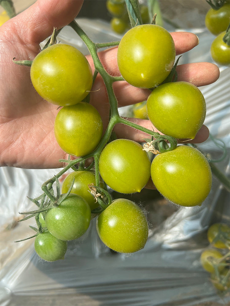 Dream Green Sweet No.2 Cherry Tomato