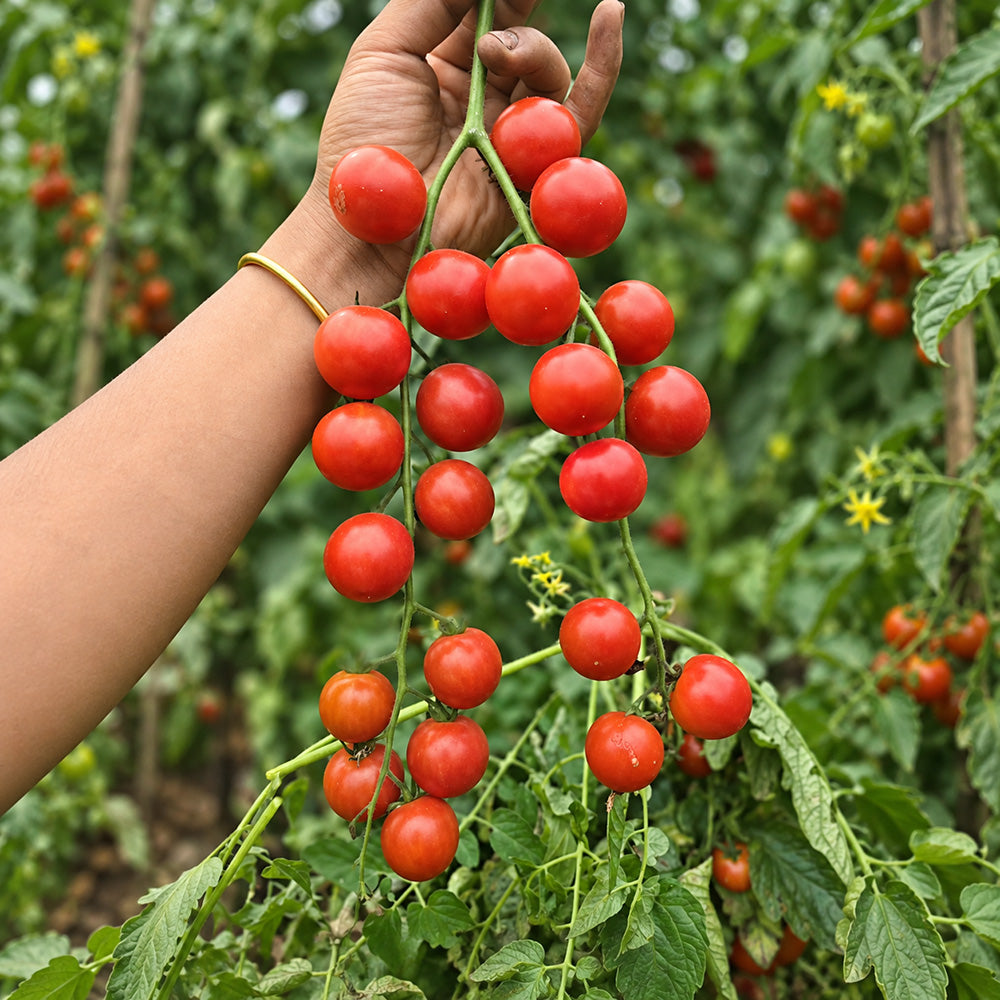 338 Minusinsk Red Cherry Tomato