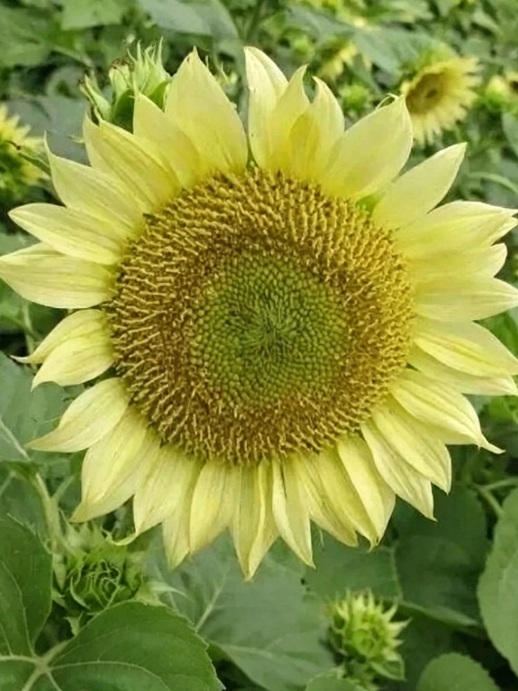 'Lotus Emergence' Sunflower