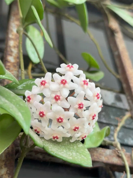 Hoya WG-073 Unrooted Stem Cuttings