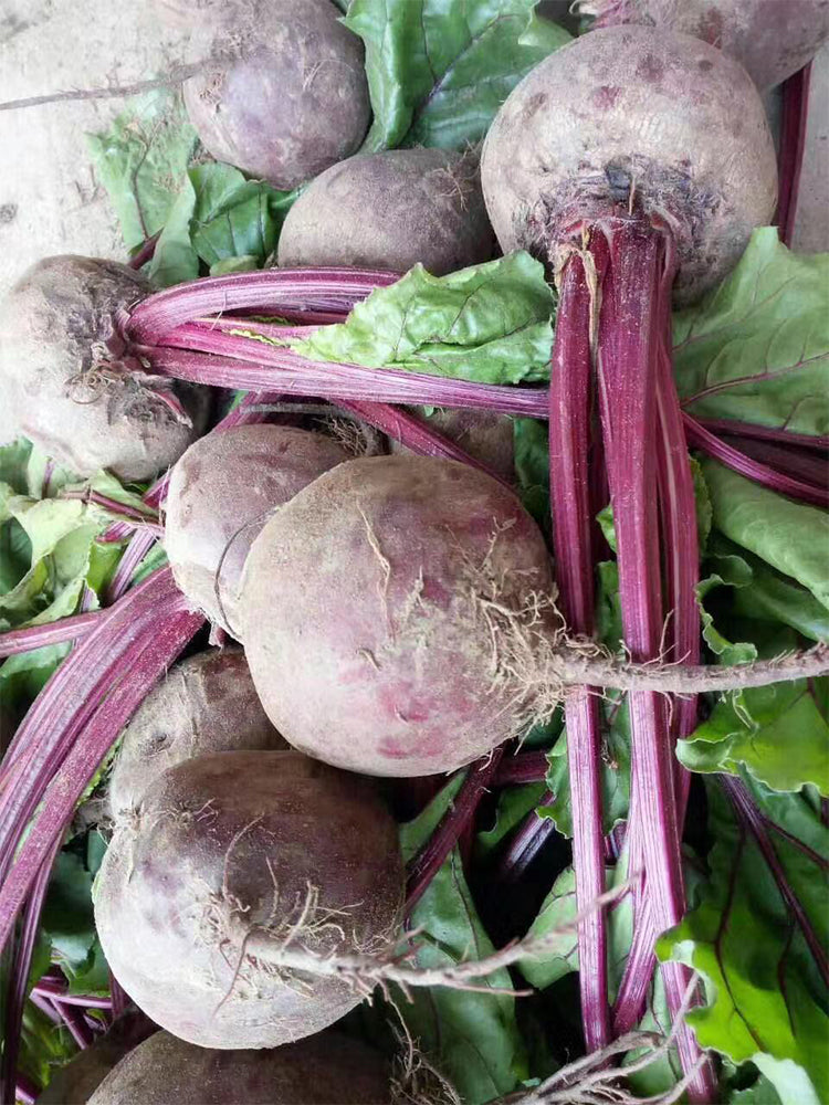 Globular Beetroot