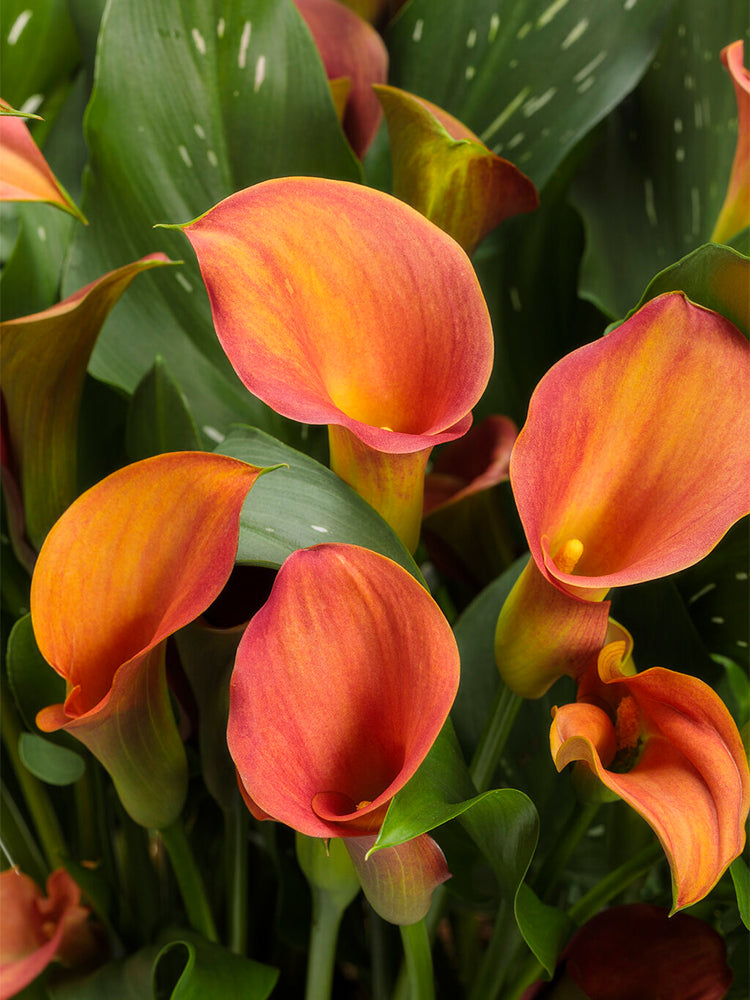'Rialto' Calla Lily