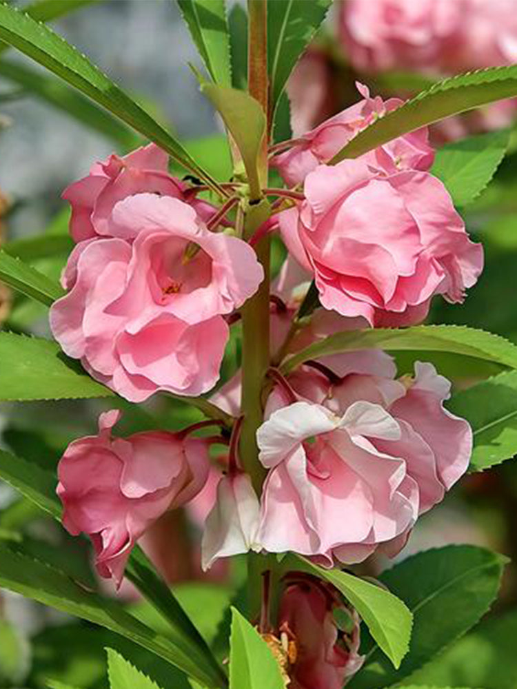 Pink Garden Balsam Double Flowers (Impatiens balsamena.L)