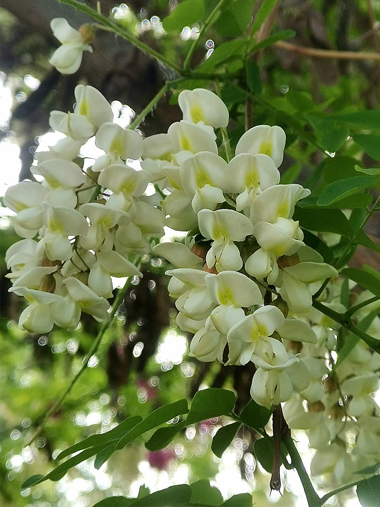 Black Locust