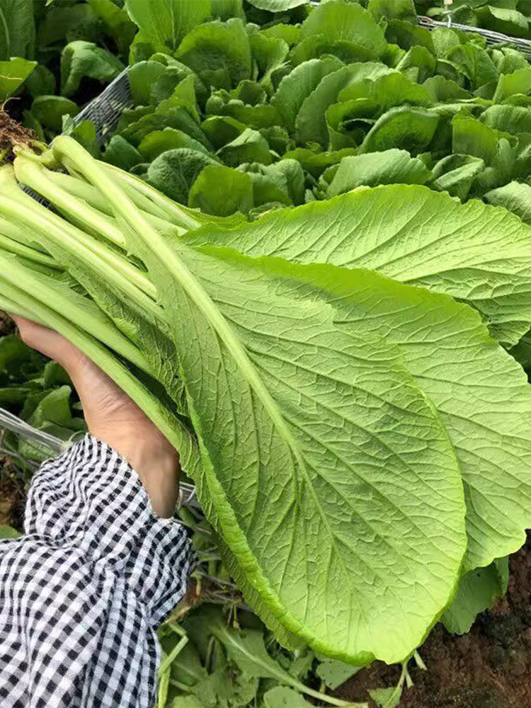 'Huaqing No.1' Sweet Leaf Lettuce