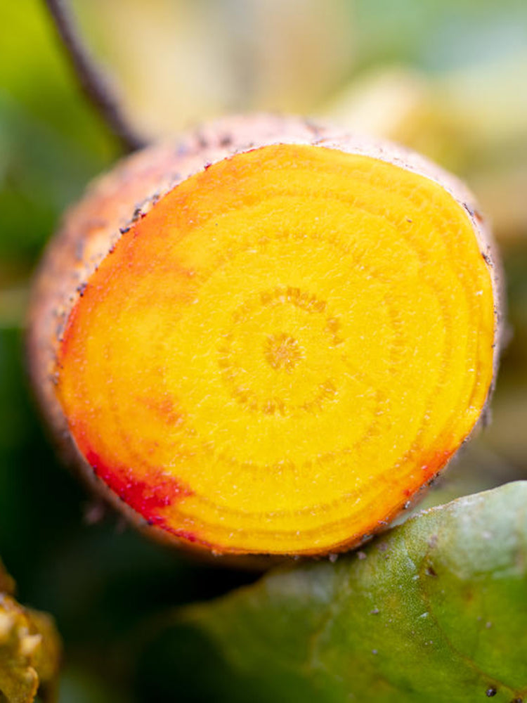 Yellow Beetroot