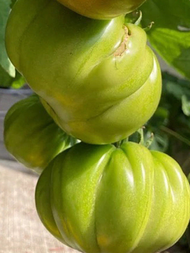 Cherokee Green Tomato