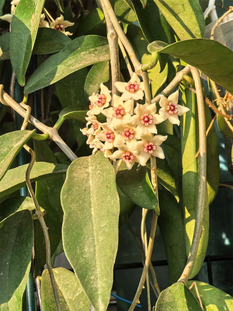 Hoya oblongacutifolia Unrooted Stem Cuttings