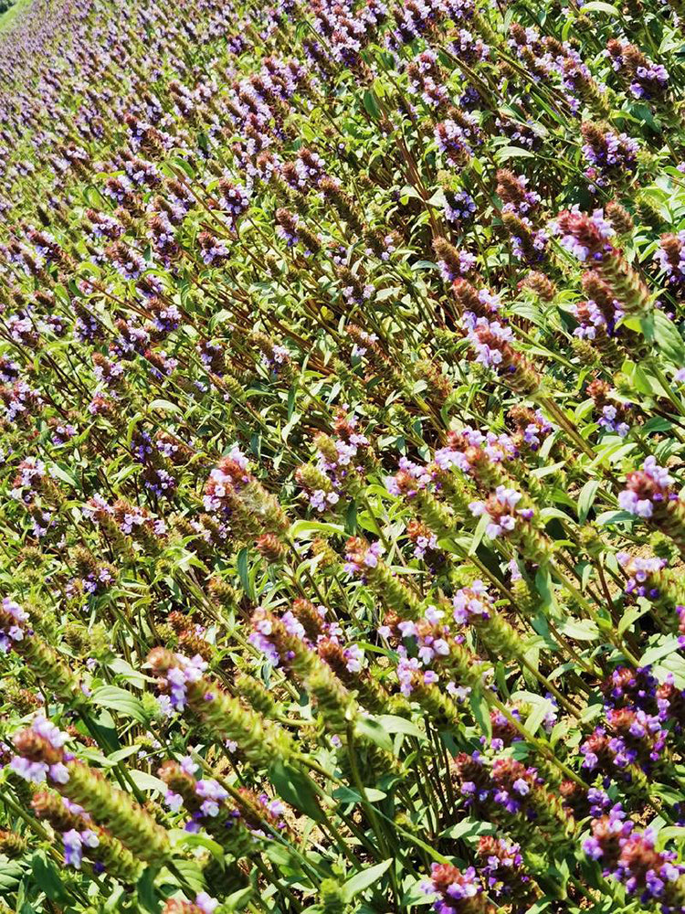 Large-Flowered Selfheal (Mixed Colors)