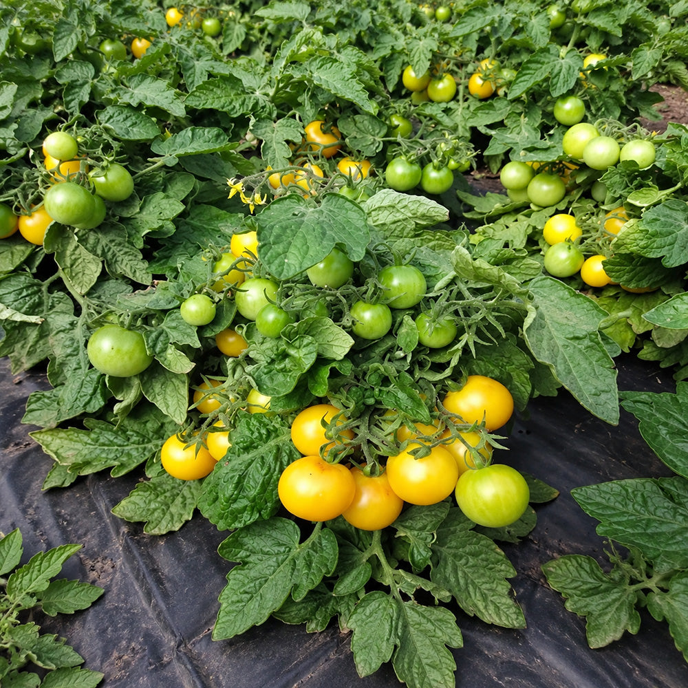 337 Sinichka Tomato