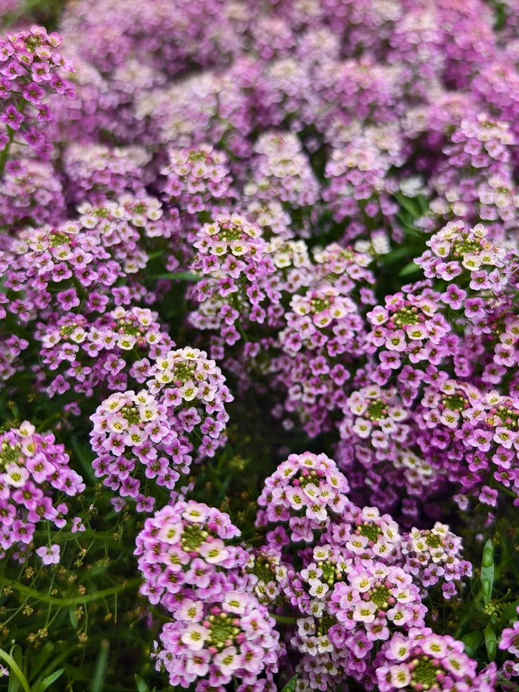 Purple Sweet Alyssum