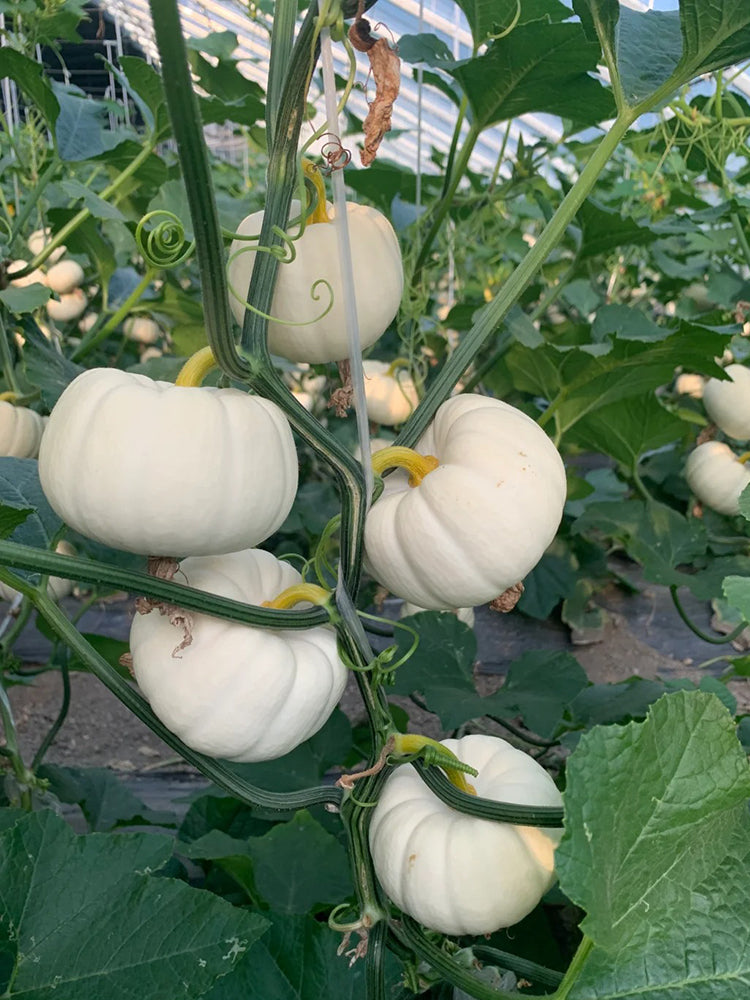 White Baby Pumpkin