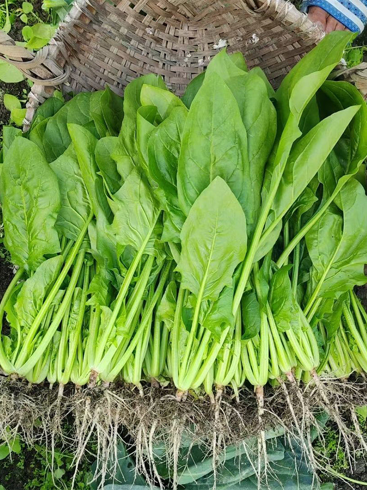 'Jinbote No.26' Spinach