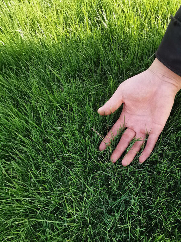 Turf-Type Tall Fescue