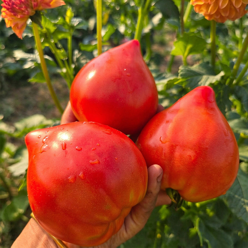 28 Teton de Venus Tomato