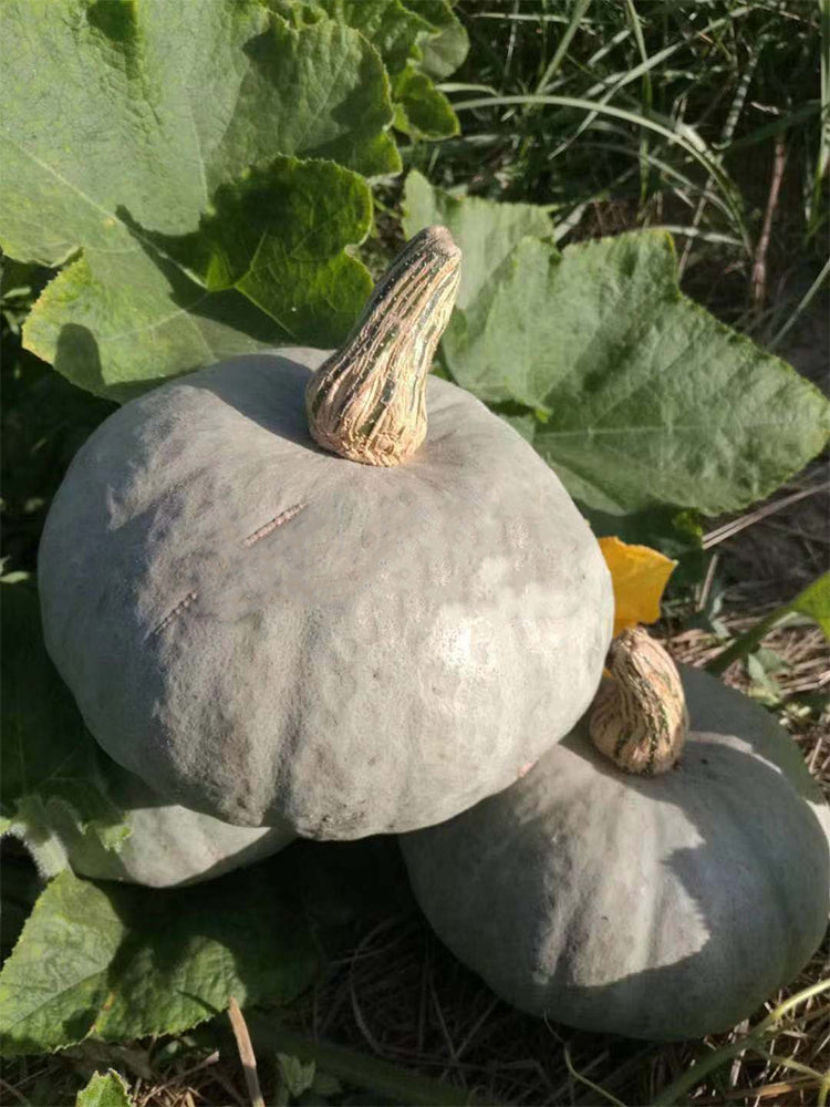 Silver Chestnut Pumpkin