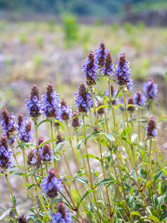 Large-Flowered Selfheal (Mixed Colors)