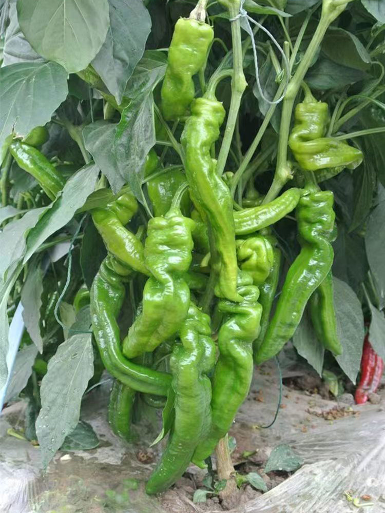 Zhongjiao No.1209 Spiral Pepper