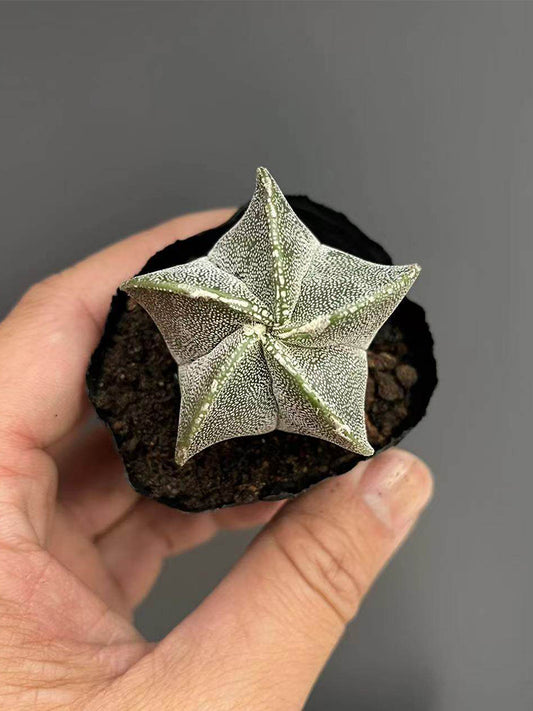 Pentagonal White-maculated Bishop's Cap Cactus