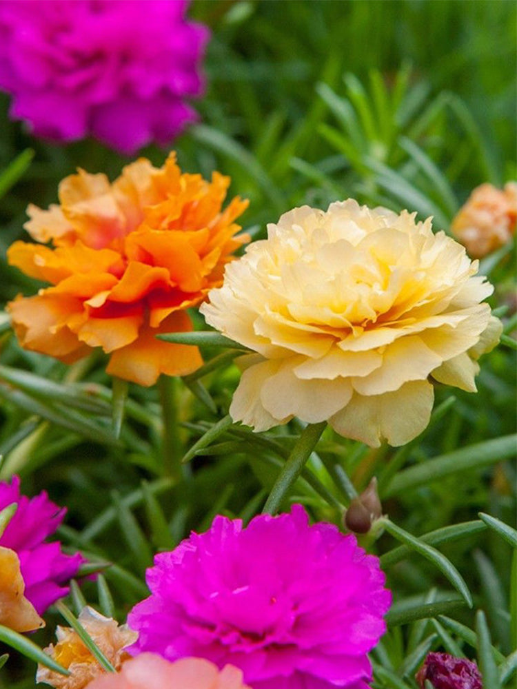 Hezhichun Mixed Double Portulaca