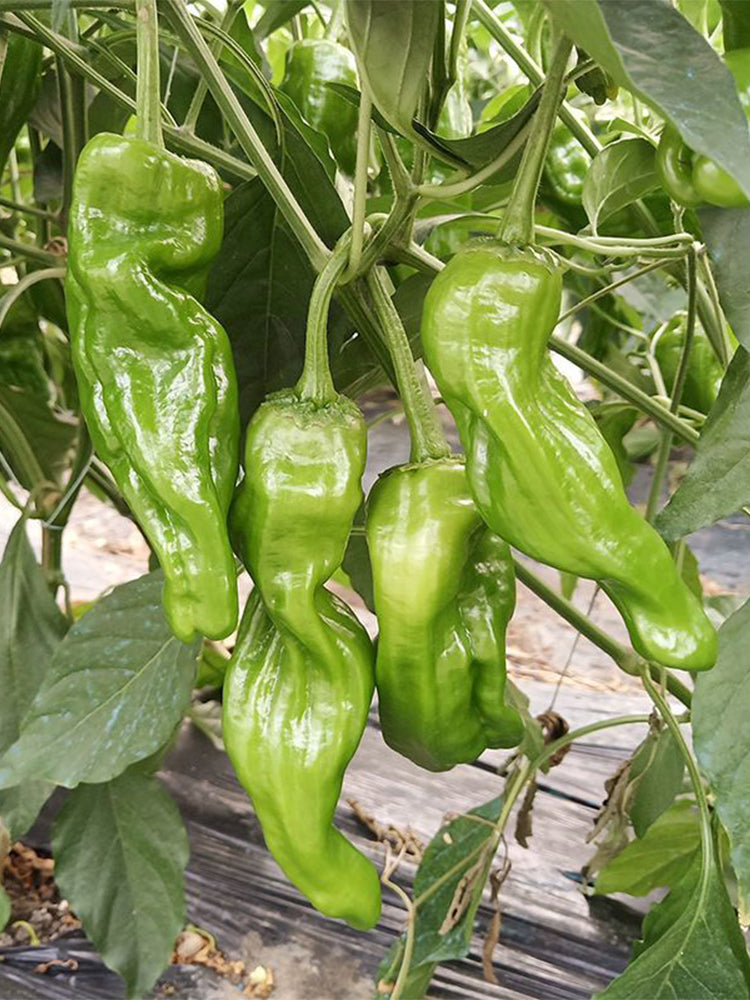 'Zhongjiao Bopila No.1' Pepper
