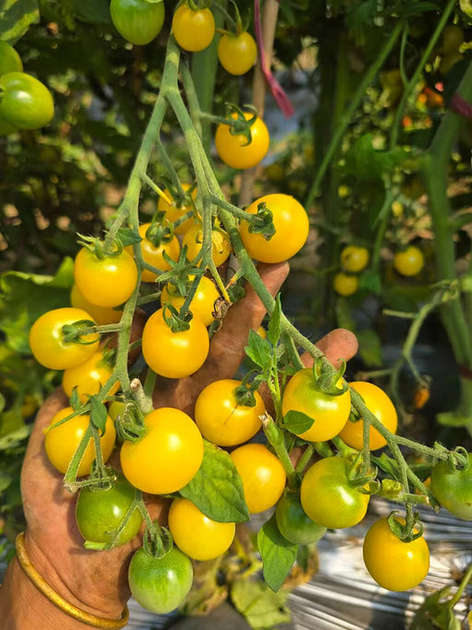 934 'Snow White' Cherry Tomato