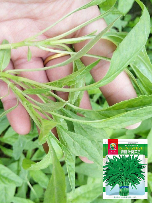 Willow-Leaf Amaranth