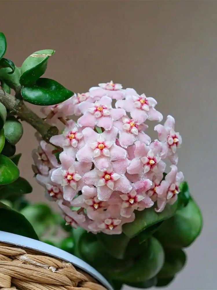 Hoya commutata Unrooted Stem Cuttings