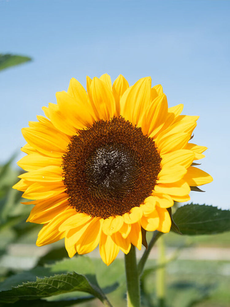 Chihuahua Dwarf Ornamental Sunflower