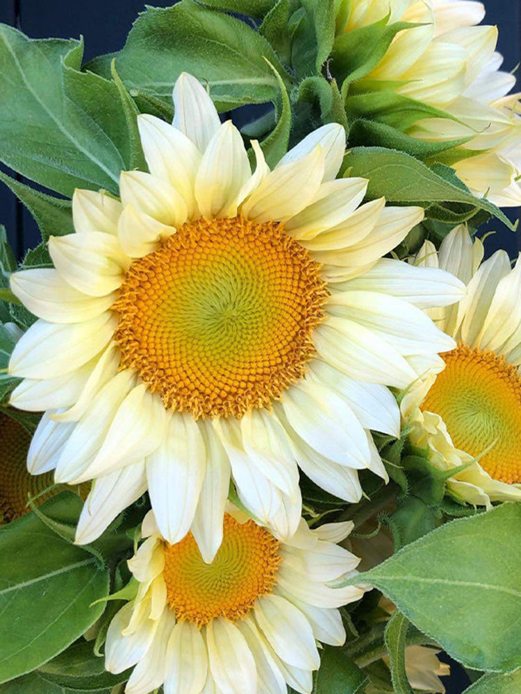 'White Moonlight' Sunflower