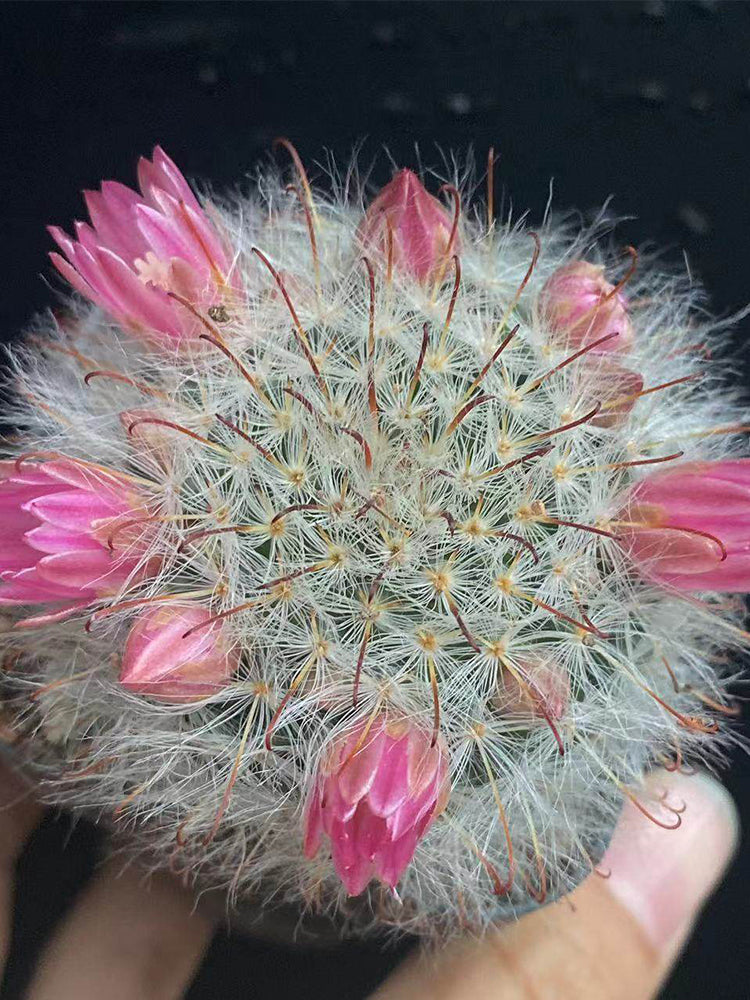 Mammillaria bocasana