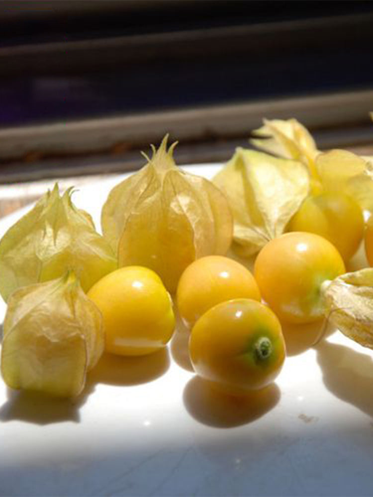 Ground cherry (Physalis pruinosa)