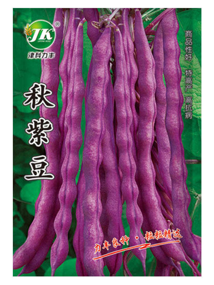 Fall Purple Kidney Beans