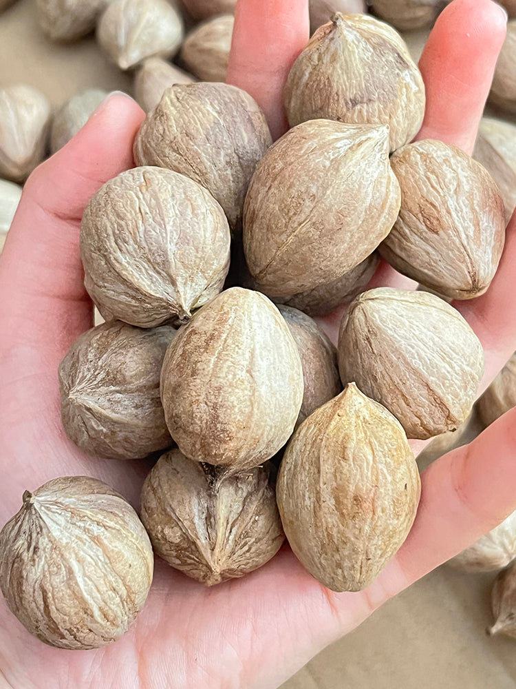 Mountain Walnut