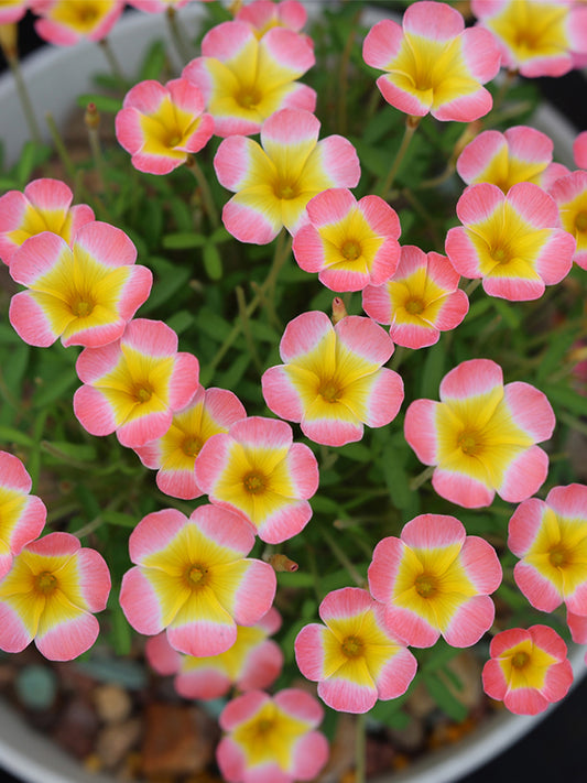 Oxalis Candy Box Series - 'Waxberry'