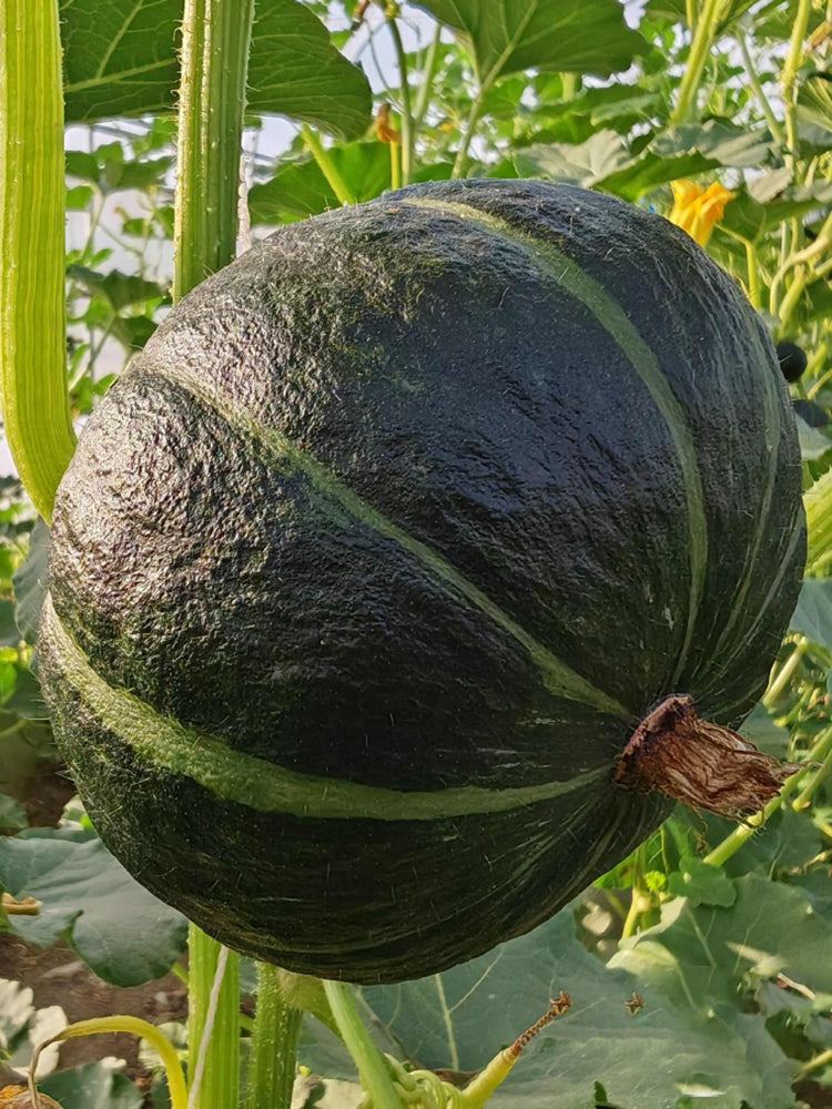 Moxiang BeiBei Pumpkin