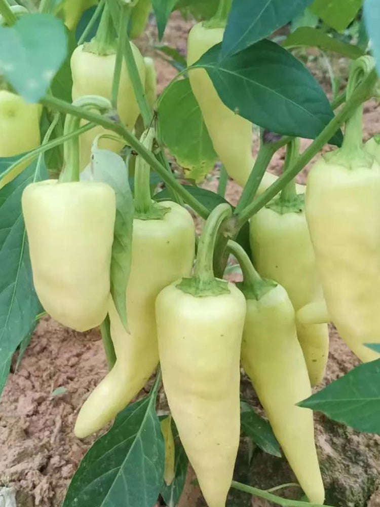 Specialty White Chili Pepper