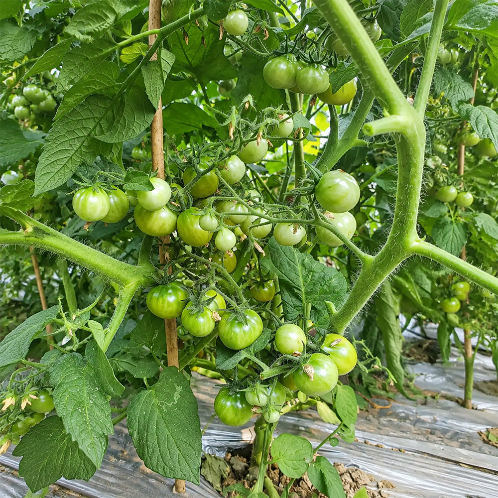 65 Grinch Dwarf Cherry Tomato