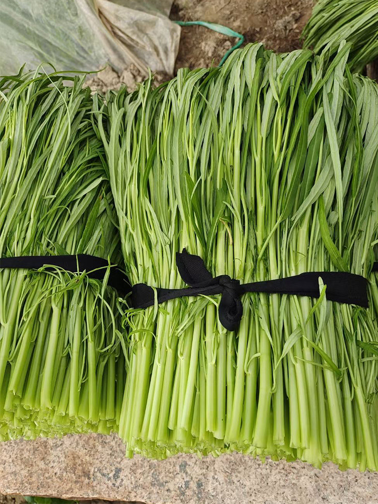 Willow Leaf Water Spinach