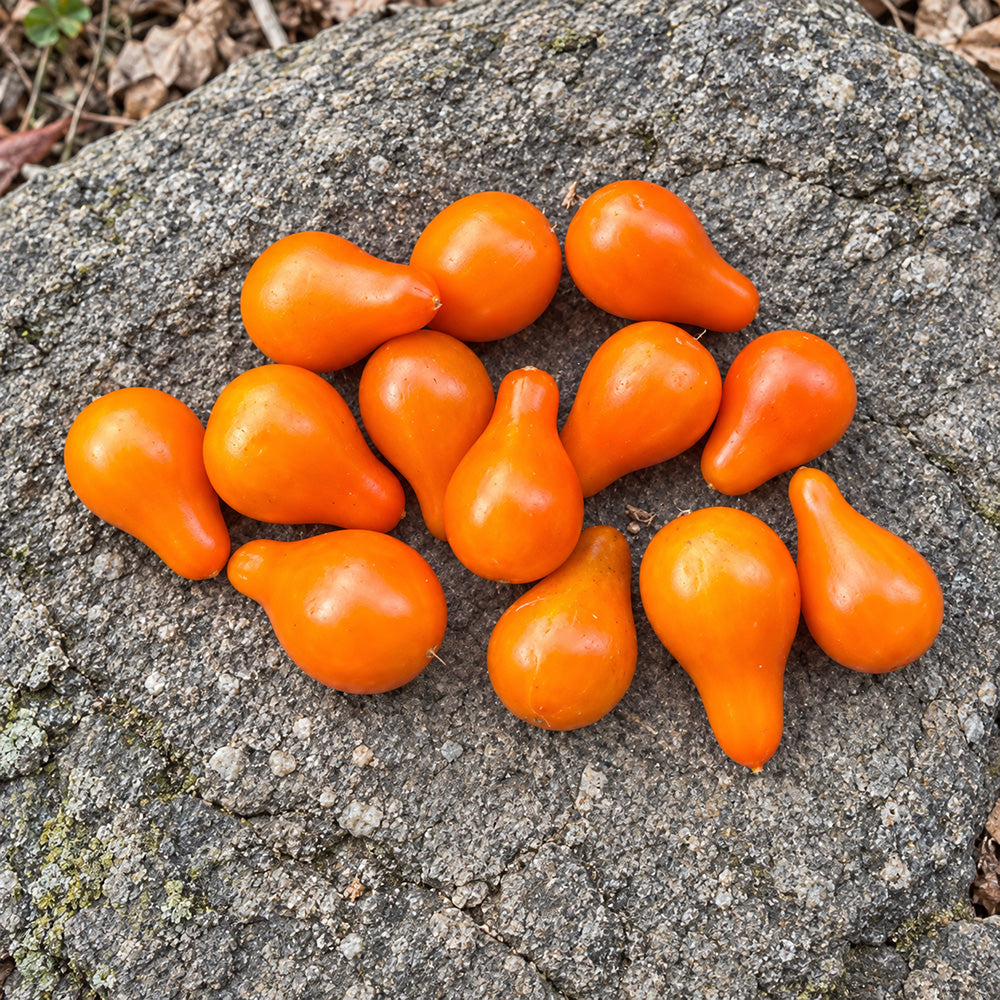 504 Orange Pear Tomato