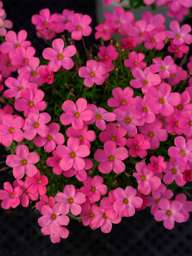 Oxalis glabra Series Bulb - 'Burgundy'