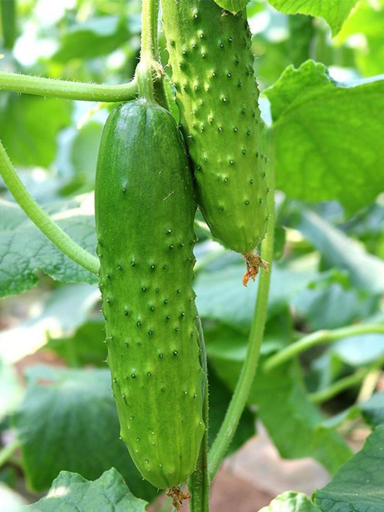 'Cuimei 188' Mini Cucumber